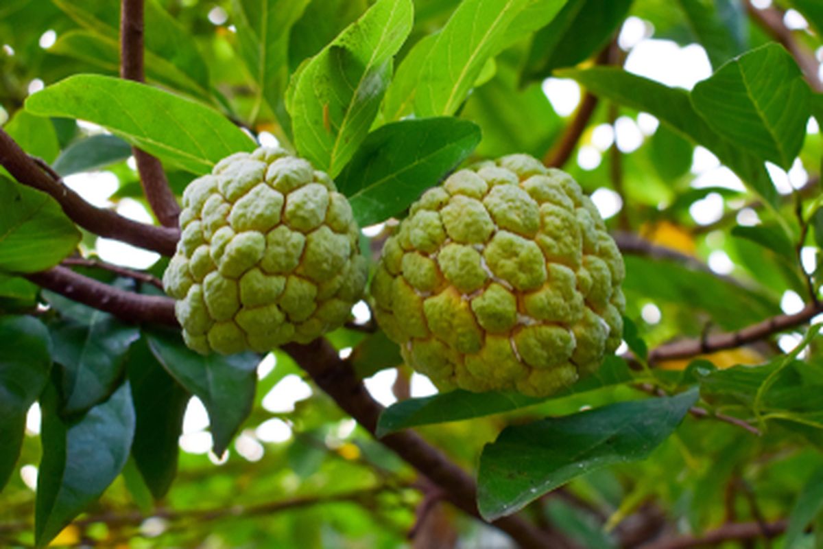Buah srikaya, tanaman srikaya