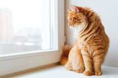 Kucing Lebih Rentan Terinfeksi Corona Covid-19, Ini Langkah Kurangi Risiko Penularannya