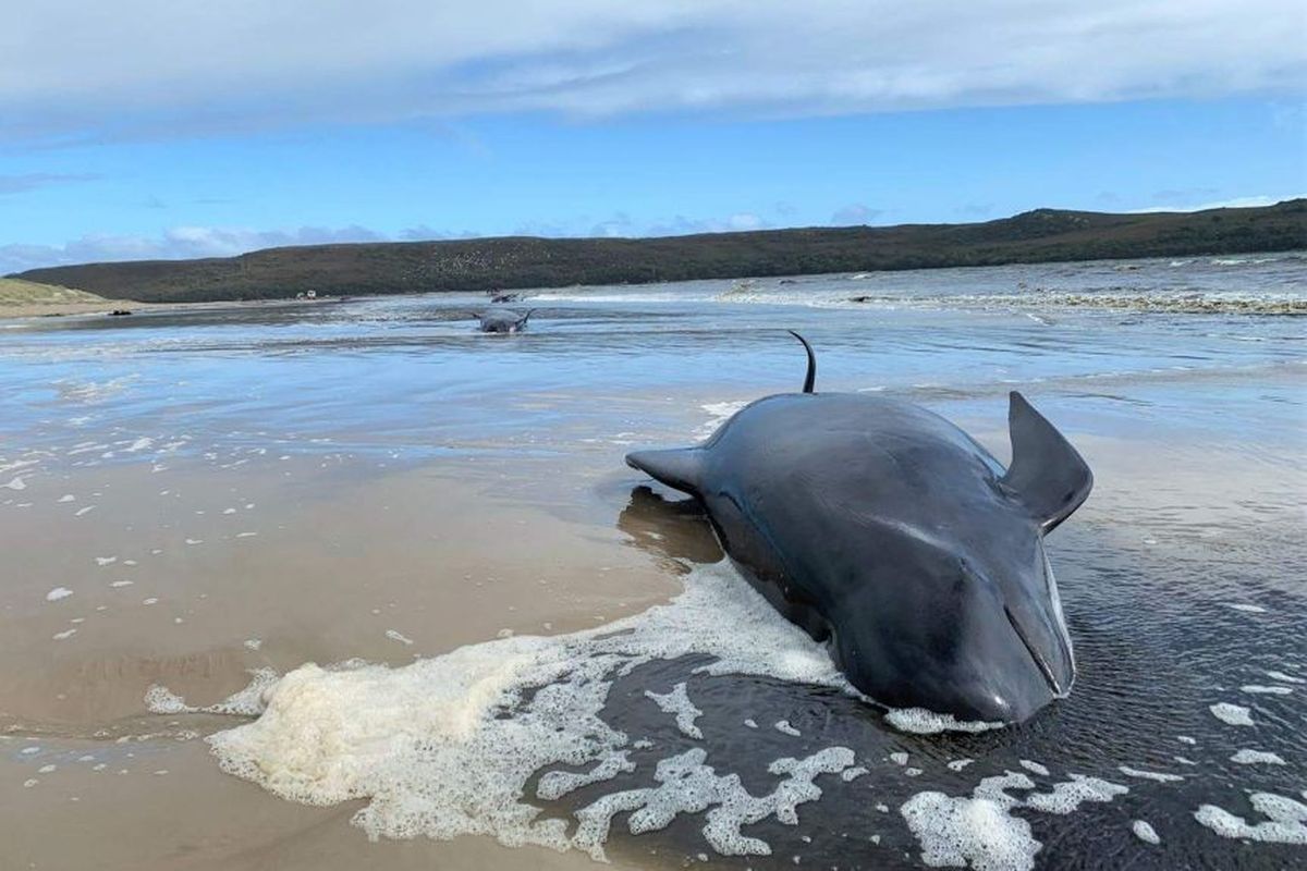 Salah satu paus pilot yang terdampar di lepas Pantai Barat Tasmania, mati. Ratusan paus pilot terdampar massal pada Senin (21/9/2020).