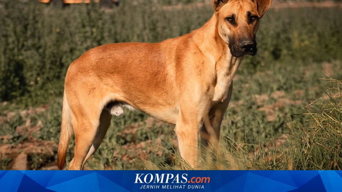 7 Ras Anjing Terbesar di Dunia