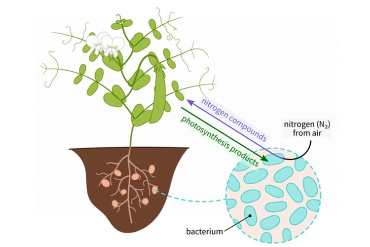 Bakteri Rhizobium yang memfiksasi nitrogen untuk tumbuhan.