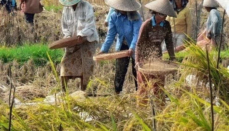 PISAgro Bidik 44 Juta Petani Kecil untuk Masuk Ekosistem Kemitraan