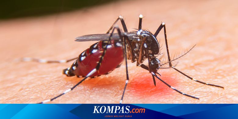 Massive Distribution of Wolbachia Mosquito to Suppress Dengue Fever in West Jakarta and Other Cities