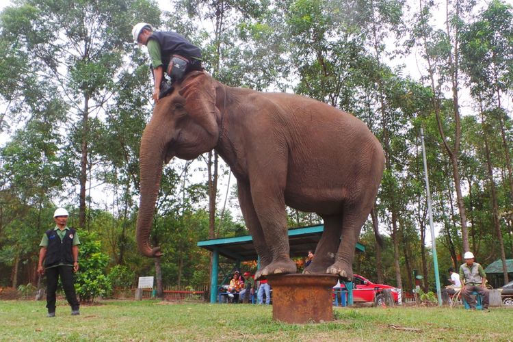 Gajah di Kamp RAPP Pelalawan sedang menunjukkan kemahirannya, Kamis (14/9/2017).