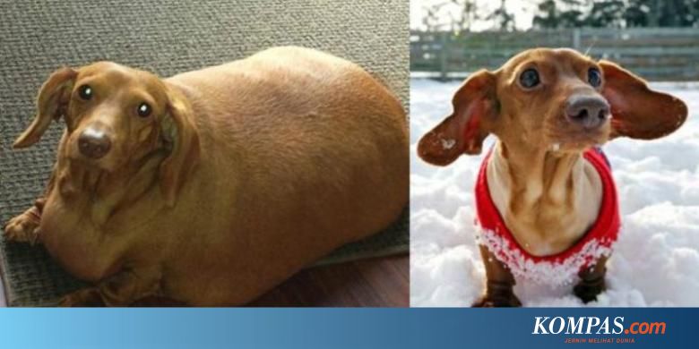 Kisah Dennis Anjing Kecil Yang Sukses Menjalani Diet