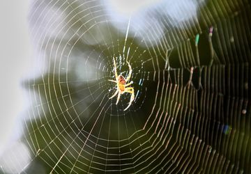 6 Cara Membersihkan Sarang Laba-laba di Rumah