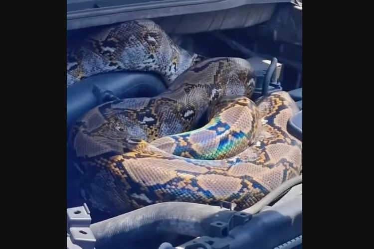 Hadiri Pernikahan di Hotel, Pemilik Mobil Kaget Ular Piton Masuk ke Kap Mesin