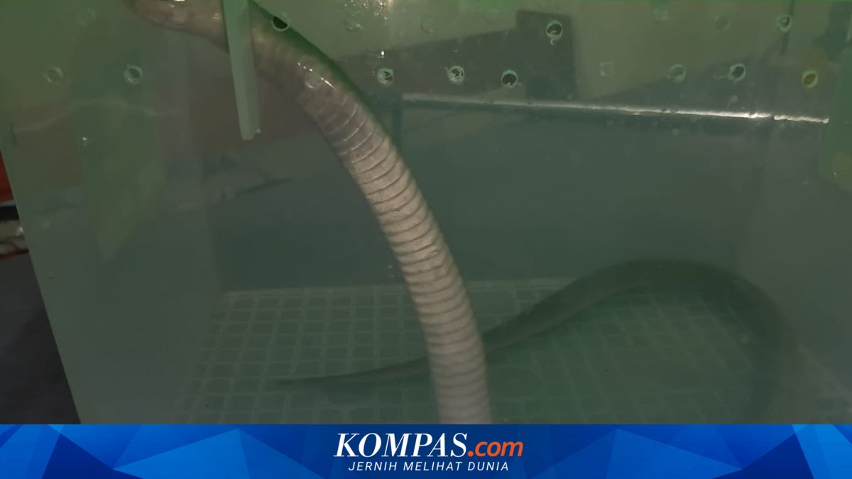 Ular Kobra Masuk Kamar Tidur Warga di Situbondo, Penghuni Kaget dan Lapor Damkar