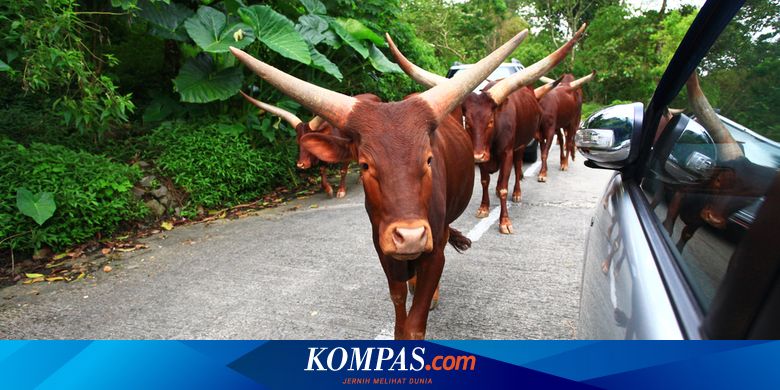 Harga Tiket Taman Safari Bogor 2020 Begini Cara Belinya Halaman All Kompas Com