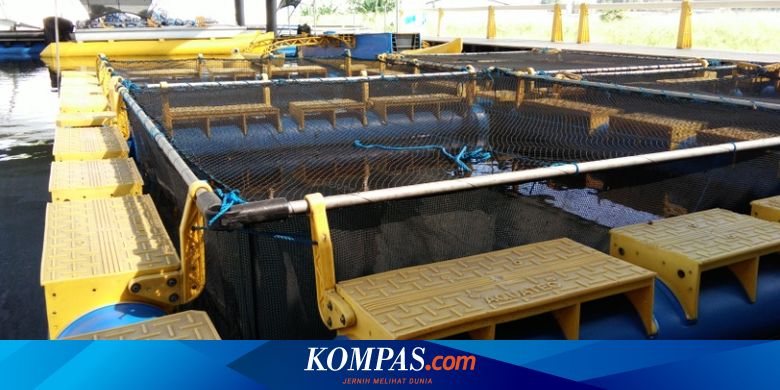Keramba Jaring Apung Buatan Bandung Barat Tembus Pasar Dunia Halaman All Kompas Com