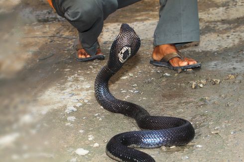 Menjawab Fenomena Ular Kobra dan Cara Menghadapinya