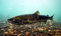 Populasi Salmon Chum di Jepang Menurun, Ada Apa?