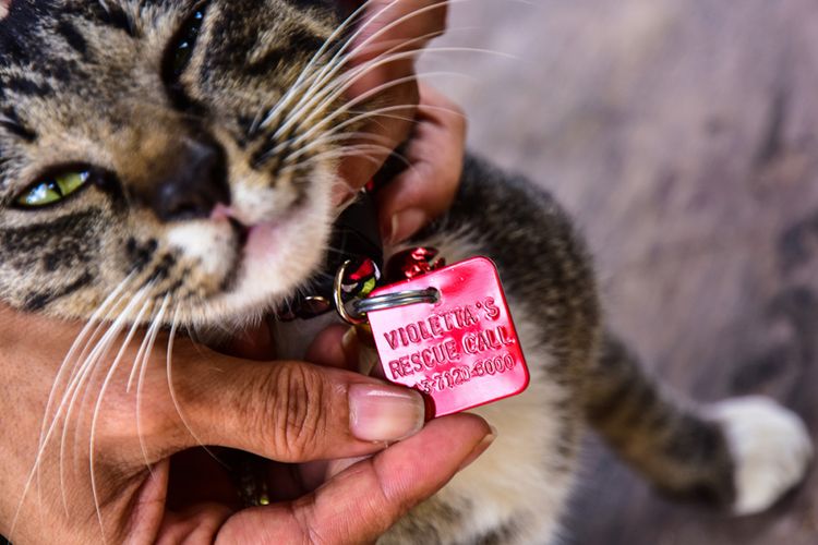 Petugas VR menunjukkan kalung tanda pengenal kucing di Kota Pekanbaru, Riau, Sabtu (27/1/2018). Violetta Hasan Noor, secara individu melakukan gerakan menyelamatkan sekaligus mengurusi kucing-kucing telantar, termasuk mendirikan Violettas Rescue (VR) yang difungsikan sebagai tempat penampungan bagi kucing-kucing tersebut.