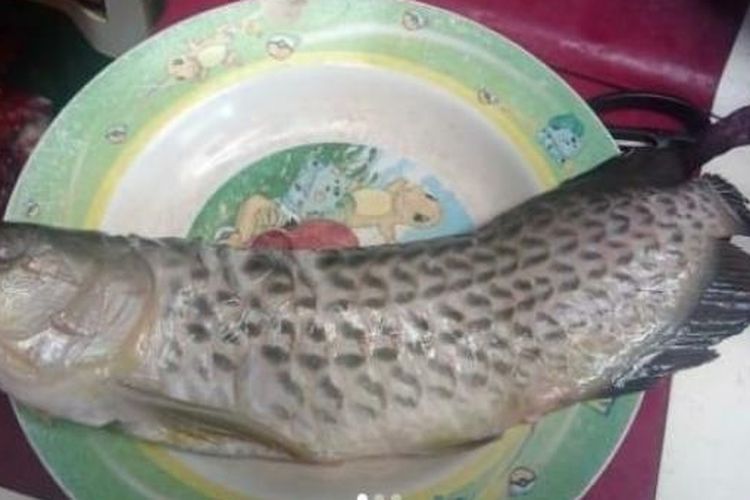 Ikan arwana harga Rp 2 juta digoreng ayah tanpa izin