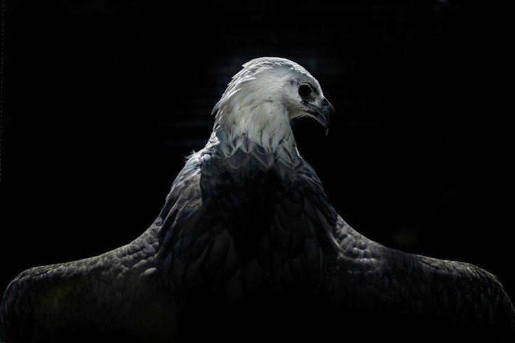 Potret seekor elang dengan pencahayaan dramatis dan komposisi yang kuat karya pemenang Grand Prize International Animal Photo & Video Competition (IAPVC) 2025 Adhitya Wibhawa. 
