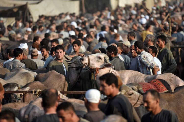 Pedagang sapi Mesir berkumpul di Pasar Ashmun Menufia, 30 Agustus 2017, mencoba menjual ternak kepada pelanggan menjelang liburan Muslim tahunan Idul Adha.