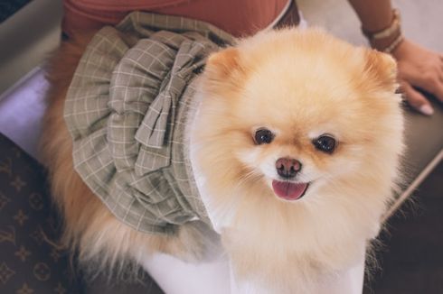 Mengenal Ras Anjing Pomeranian, dari Kepribadian hingga Sejarah