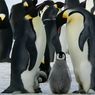 Ahli Sebut Penguin Kaisar Terancam Punah karena Perubahan Iklim