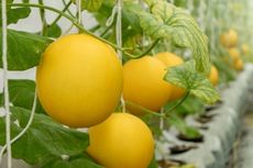 SMKN 2 Slawi Bagikan 6 Cara Menanam Melon yang Baik dan Benar