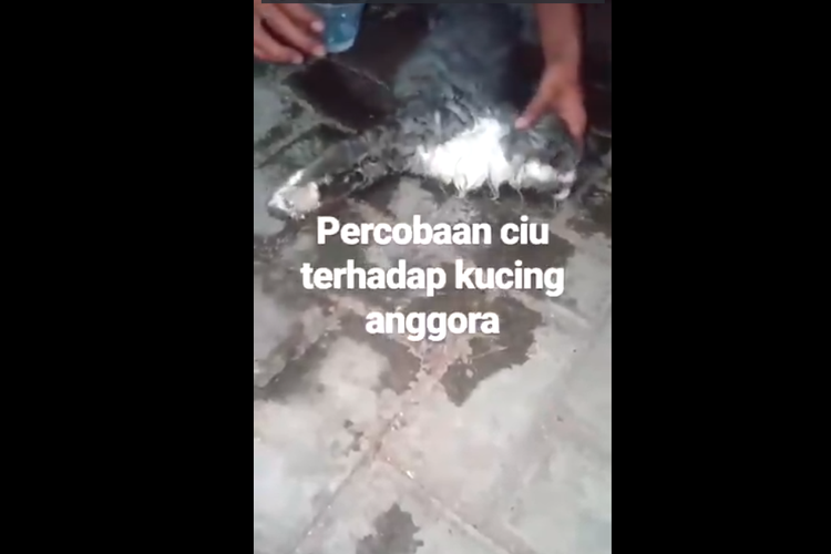 Screen shot Video Kucing diberi ciu