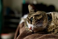 Ketahui, 4 Hal Ini Bisa Menyebabkan Kucing Depresi