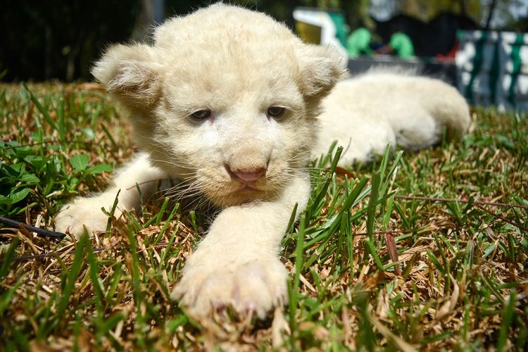 Bayi Singa putih (White Lion) yang baru lahir bernama Adovo berada di area baby zoo Taman Safari Indonesia (TSI) II Prigen, Pasuruan, Jawa Timur, Senin (20/8/2018). Anakan singa putih yang lahir pada 27 Juli lalu tersebut menambah koleksi jumlah singa putih di taman Safari Indonesia menjadi lima ekor. 