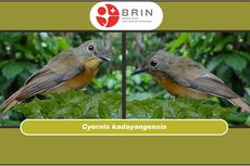 Kacamata Meratus dan Sikatan Kadayang, 2 Spesies Baru Burung di Kalimantan Tenggara