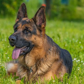 Ilustrasi anjing ras German Shepherd. 