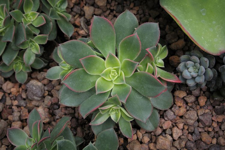 Ilustrasi Aeonium, tanaman hias daun
