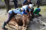 Dosen UGM Tekankan Kesejahteraan Hewan dalam Penyembelihan Kurban Idul Adha