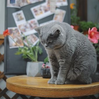 Ilustrasi kucing depresi, kucing sedih