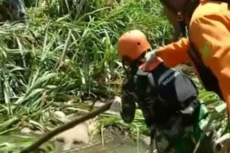 Lantaran asyik mandi di bibir Sungai Trailu, Mamuju, Sulawesi Barat, seorang warga tewas diterkam buaya hingga korban ditemukan anggota tubuhnya hilang.