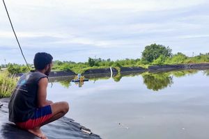 Udang Lampung Terdampak Isu Cesium-137, Harga Anjlok dan Petambak Merugi