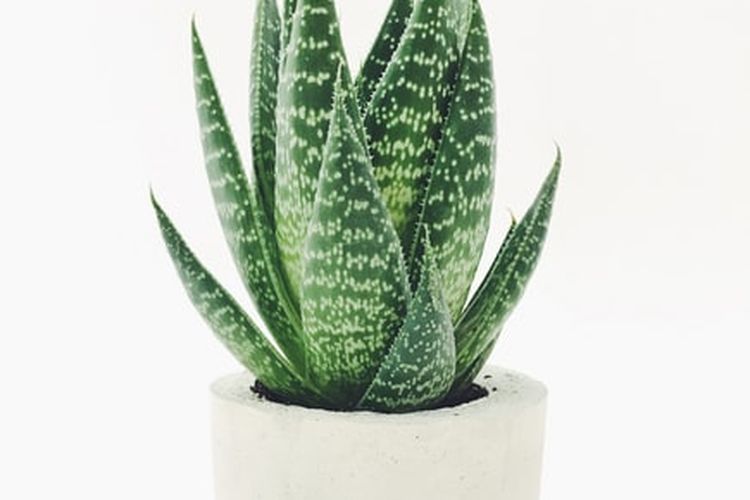 Ilustrasi tanaman lidah buaya