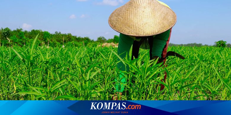 Petani Merugi Saat Sektor Pertanian Tumbuh Di Tengah Pandemi Corona Apa Masalahnya Halaman All Kompas Com
