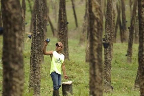 Transformasi Holding BUMN Perkebunan Jalan Terus