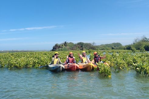 5 Aturan Naik Kano Mangrove Baros Yogyakarta, Tak Harus Bisa Berenang 