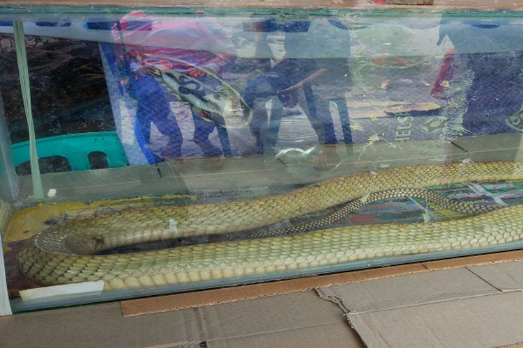 Ular king kobra yang disimpan di dalam aquarium.