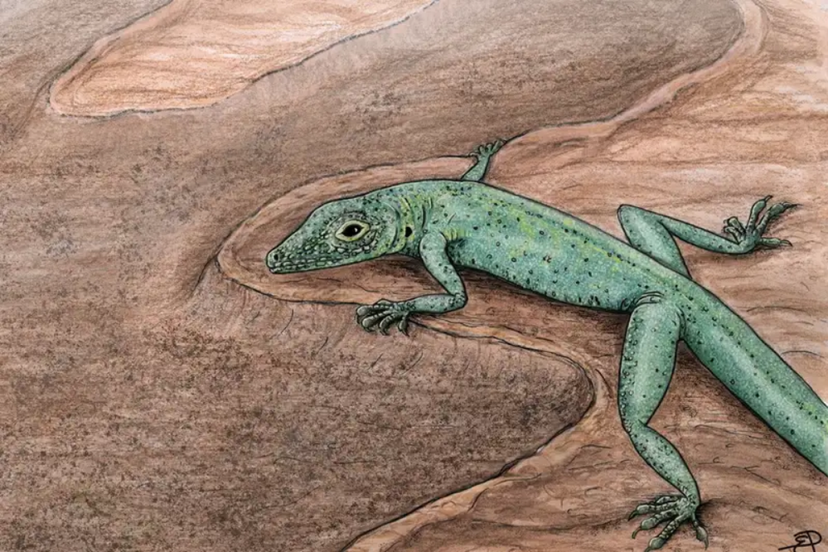 Ilustrasi Bellairsia gracilis, nenek moyang kadal yang hidup 167 tahun lalu
