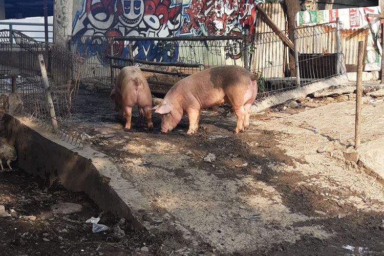 Hewan ternak babi yang siap dipotong di RPH Kapuk, Jakarta Barat, Kamis (5/12/2019)