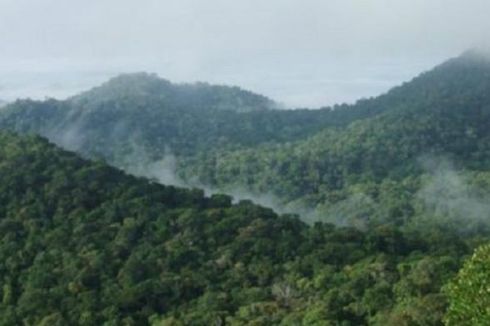 Penjaga Suku Pedalaman Brasil Tewas Terkena Anak Panah di Hutan Amazon