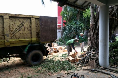 Hindari Pohon Tumbang, Warga yang Punya Pohon Tua di Halaman Rumah Bisa Lapor ke Dinas Kehutanan