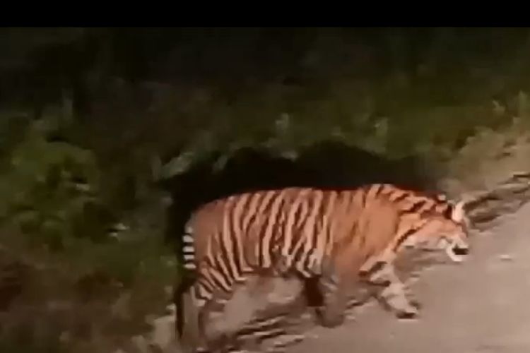 Tangkapan layar video harimau sumatera muncul di jalan di Kecamatan Pusako, Kabupaten Siak, Riau, Minggu (22/10/2023).