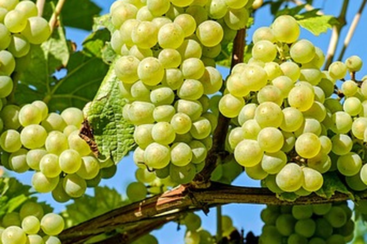 Tanaman anggur berbuah lebat