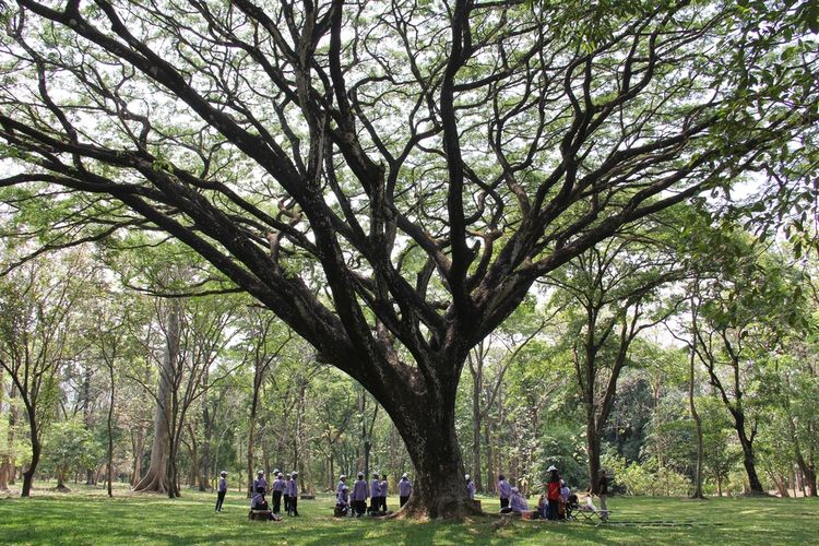 Suasana di Kebun Raya Purwodadi.