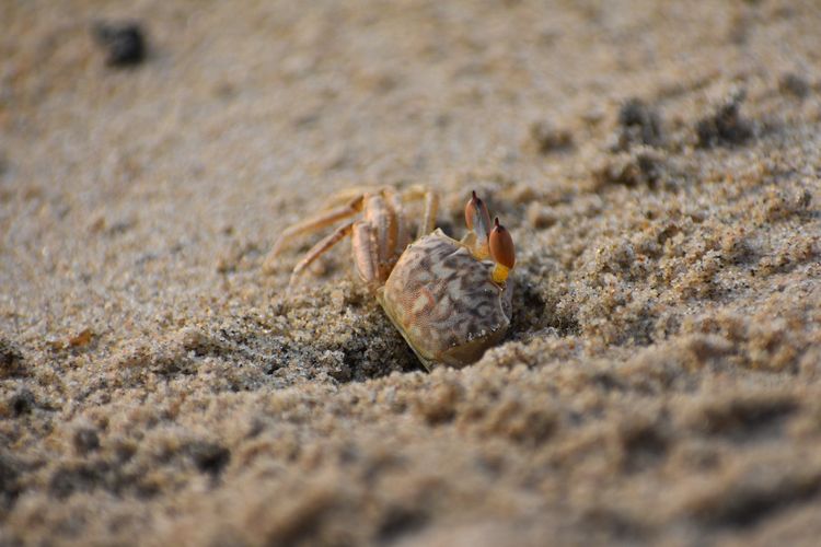 Kepiting jenis red ghost crab sedang menggali lubang persembunyian. (Pexels/Thirumalai Rajan P)
