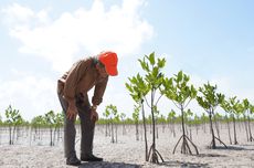 BRIN Buka Peluang Kerja Sama dengan Oman untuk Rehabilitasi Mangrove