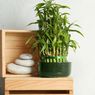 Tips Menanam dan Memelihara Bambu Hoki di Rumah