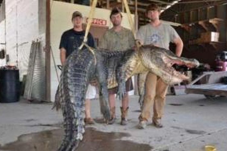 Dustin Bockman dan timnya memamerkan seekor buaya seberat 330 kilogram yang berhasil mereka tangkap di sungai Mississippi, AS.