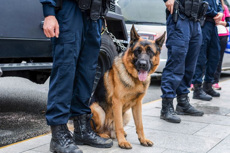 Ilustrasi ras anjing German Shepherd. Anjing German Shepherd sering dimanfaatkan sebagai anjing pelacak yang membantu kerja kepolisian. 